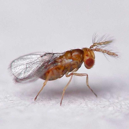 Tarımda biyolojik mücadele dönemi