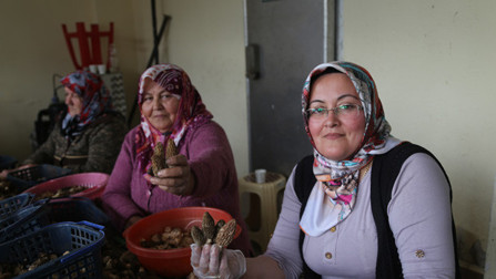 Kastamonudan çıkıyor tüm Avrupaya ihraç ediliyor Köylülerin geçim kapısı oldu