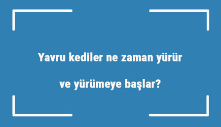 Yavru kediler ne zaman yürür ve yürümeye başlar? Yavru kediler ne zaman yürür ve yürümeye başlar?