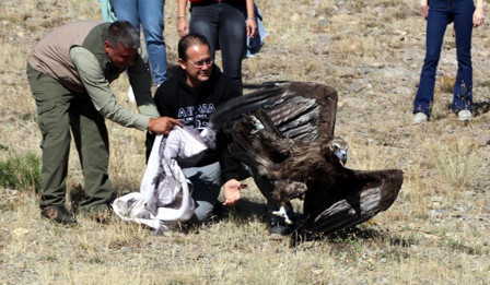 Tedavisi biten kara akbaba gökyüzüne döndü