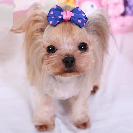 Köpek sahiplenmede cinsiyet seçimi