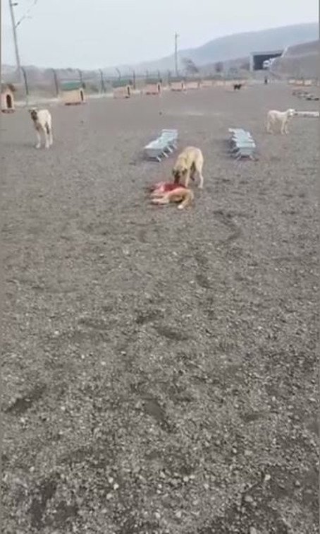 Barınakta tepki çeken görüntüler