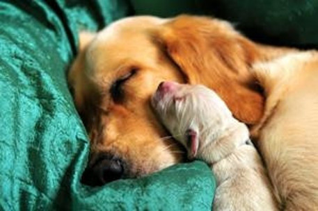 Köpeklerde gebelik ve doğum süreci
