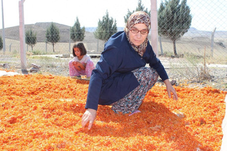 Ayaş’ta üretim arttı, 250 tona göz kırptı