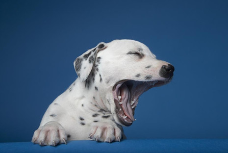 Köpeklerde vücut dili