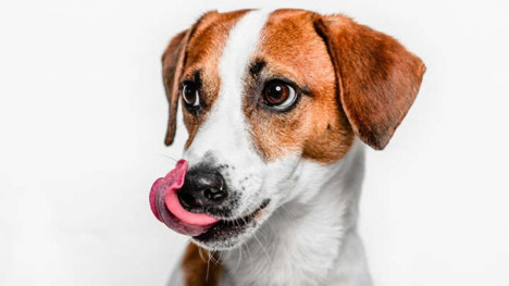 Köpeklerde vücut dili
