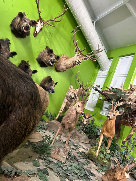 Türkiyedeki son Anadolu kaplanını öldürmüş... Ali Haydar Üstayın kaçak hayvan müzesine operasyon Detaylar şoke etti