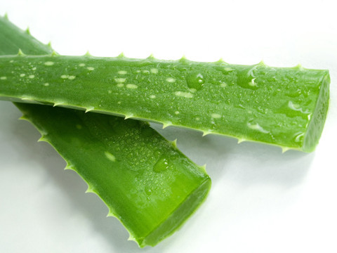 Aloe vera jeli nasl kartlr?