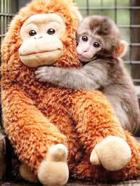 Punch sen bize ne yaptın böyle