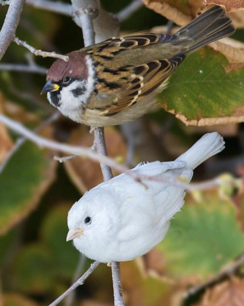 Altınpark’tan doğaya kuş bakışı