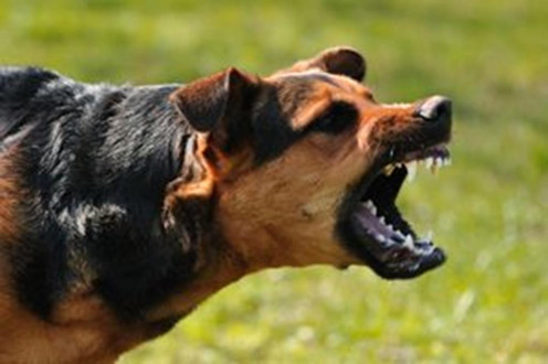 Köpeklerde vücut dili