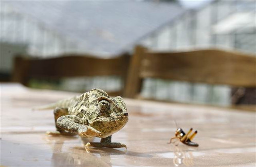 Hamam böceğinin tanesini 4 liradan satıyor