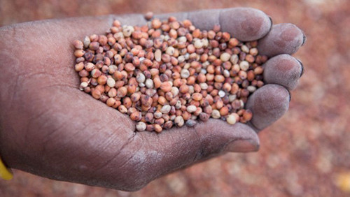 Teff nedir Faydaları nelerdir