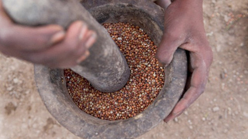 Teff nedir Faydaları nelerdir