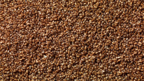 Teff nedir Faydaları nelerdir