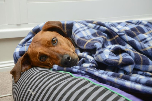 Duyma engelli köpeği eğitmek