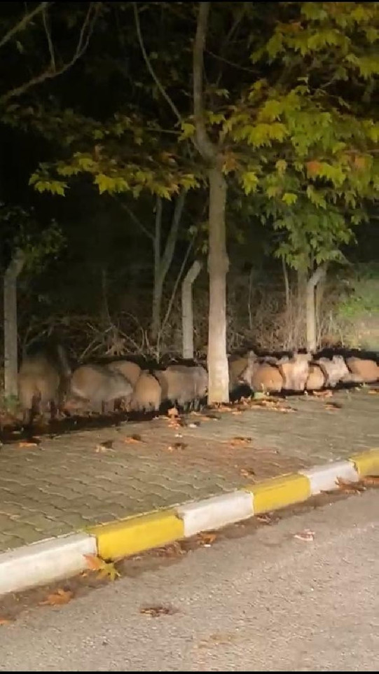 Yalova’da domuz sürüsü kara yoluna indi
