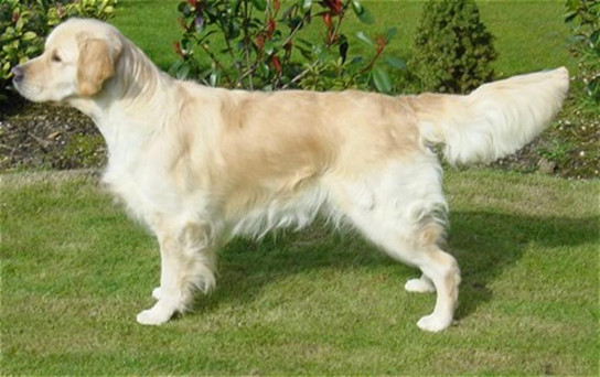 Köpeklerde vücut dili