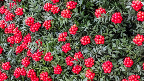 Yılbaşı Çiçeğinin Özelliği Nedir, Şans Getirir Mi? Yılbaşı Çiçeği Kokinanın Hikayesi