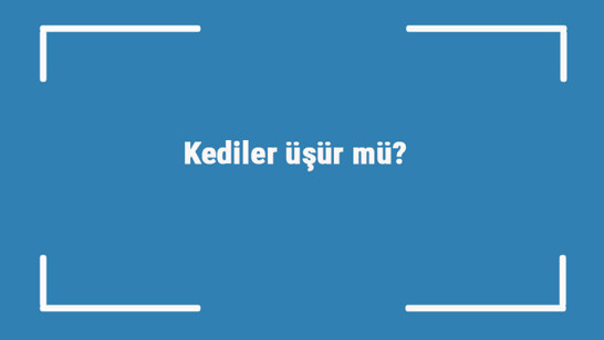 Kediler üşür mü? Balkonda, karda, yıkanınca ve yazın yavru kediler üşürler mi
