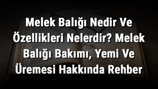 Melek Balığı Nedir Ve Özellikleri Nelerdir? Melek Balığı Bakımı, Yemi Ve Üremesi Hakkında Rehber