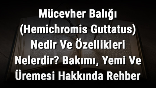 Mücevher Balığı (Hemichromis Guttatus) Nedir Ve Özellikleri Nelerdir? Bakımı, Yemi Ve Üremesi Hakkında Rehber