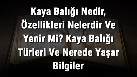 Kaya Balığı Nedir, Özellikleri Nelerdir Ve Yenir Mi? Kaya Balığı Türleri Ve Nerede Yaşar Bilgiler