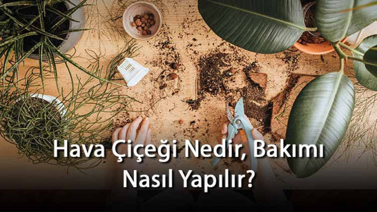 Hava Çiçeği Nedir, Bakımı Nasıl Yapılır? Hava Çiçeği Özellikleri Ve Bakımının Püf Noktaları