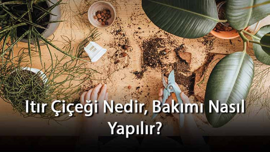 Itır Çiçeği Nedir, Bakımı Nasıl Yapılır? Itır Çiçeği Özellikleri Ve Bakımının Püf Noktaları