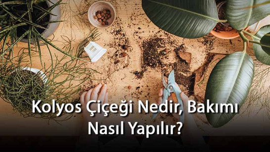 Kolyos Çiçeği Nedir, Bakımı Nasıl Yapılır? Kolyos Çiçeği Özellikleri Ve Bakımının Püf Noktaları