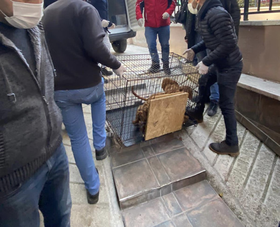 Pandemi gölgesinde bir yıl nasıl geçti
