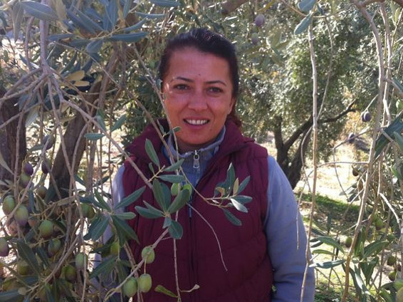 Zeytinin amazonları