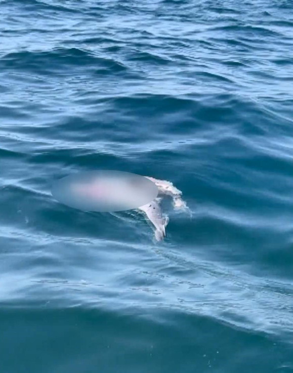 Marmara Denizinde şoke eden görüntü: Yetişkin yunus, yavru yunusu vura vura öldürdü Bilimsel makaleye konu oldu...