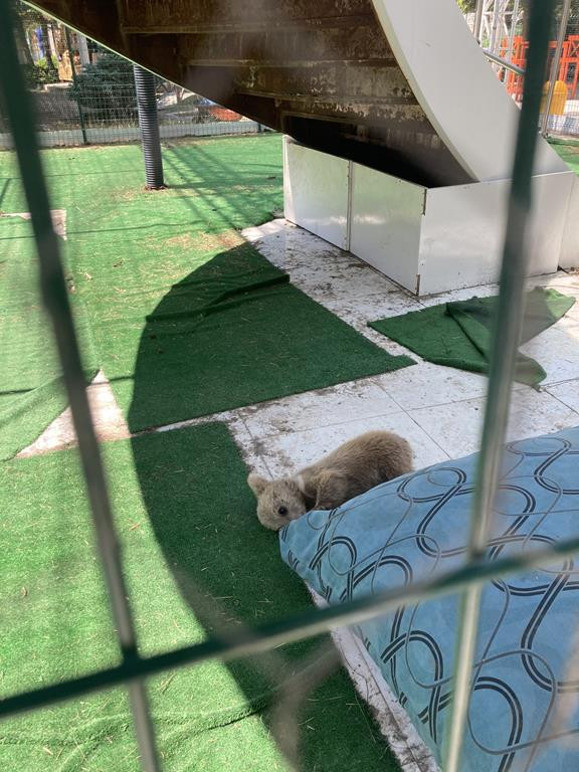 ‘Aslan Park’lara artık dur deyin’