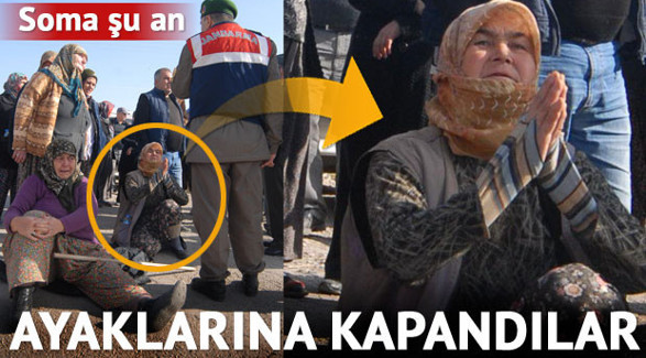 6 bin zeytin ağacı kesildi, Danıştay yürütmeyi durdurdu