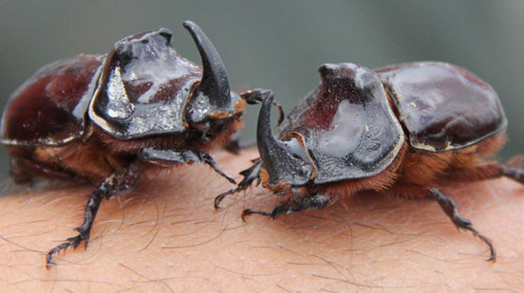 Gergedan Böceği çılgınlığı