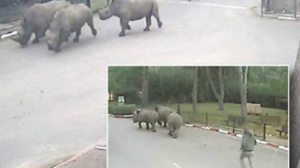 Gergedan Rihanna’yı alkışla geri getirdiler