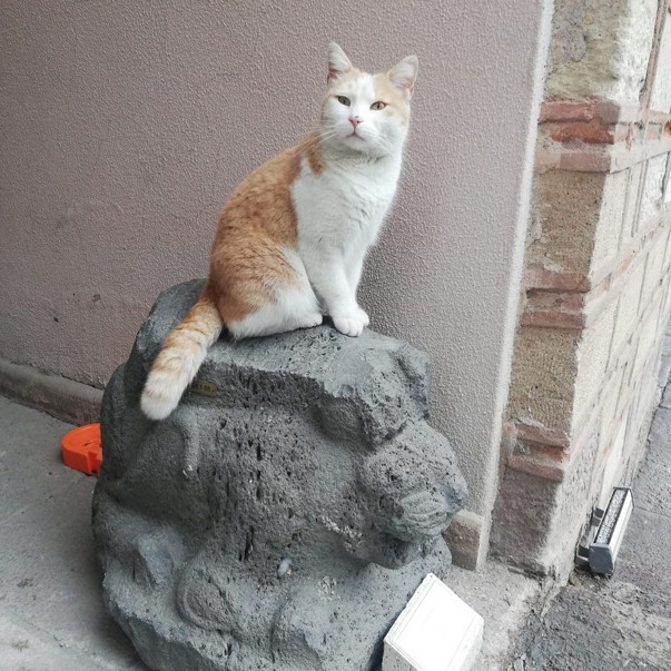 ODTÜ’de ilk şok