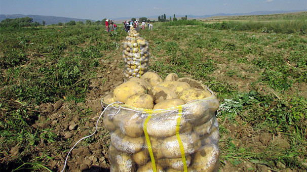 Hasat başladı,tarla fiyatı 2 lira