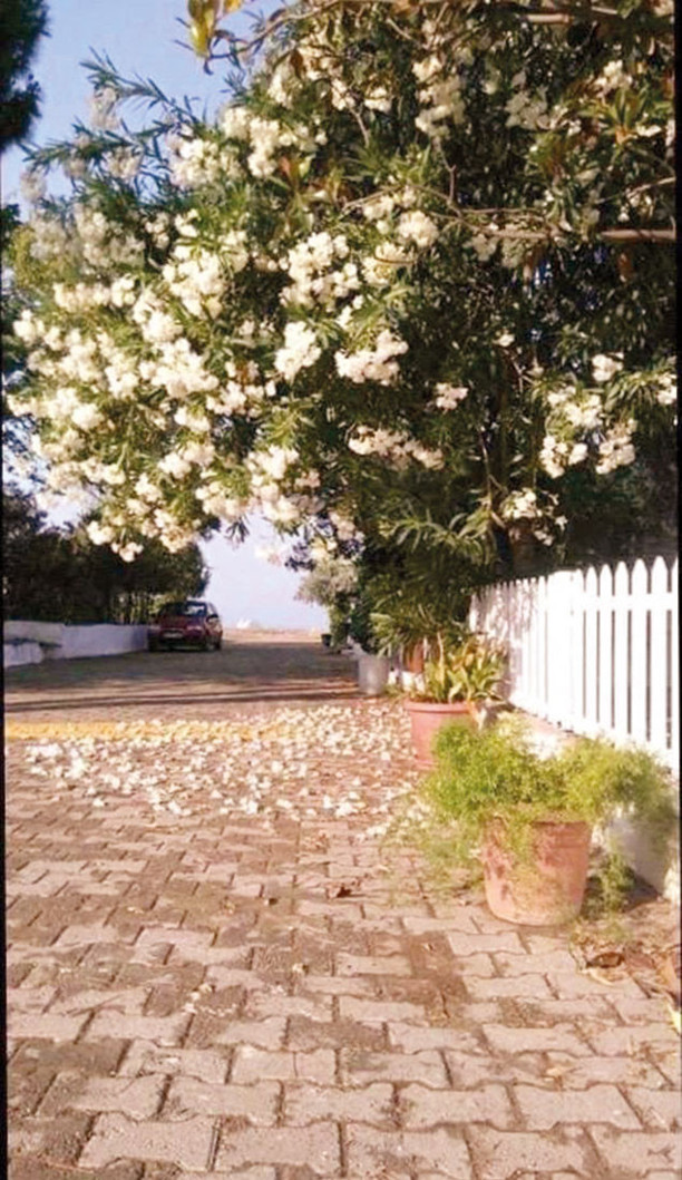 Zakkumlu bir sokaktan müzikli bayram kutlaması