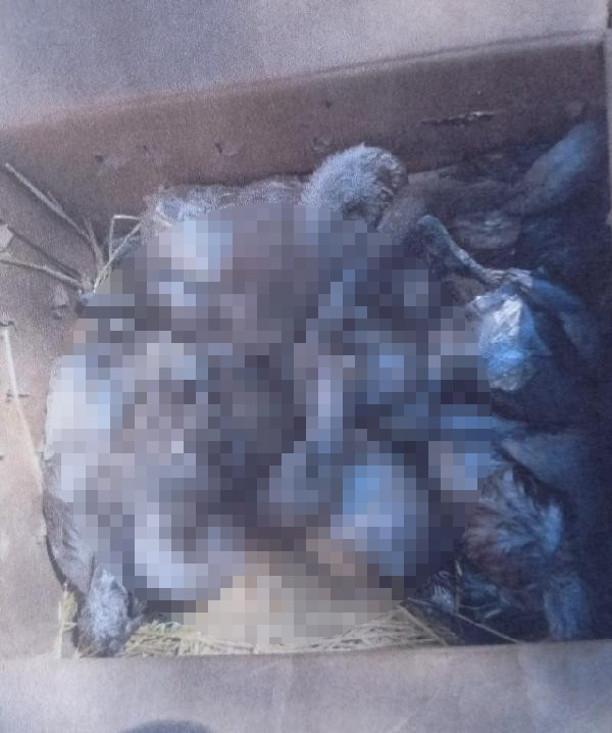 Kolilerden gelen sesler harekete geçirdi Gören inanamadı: Para için flamingolara kıydılar