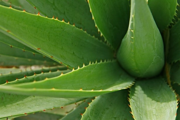 Kuru Ciltler İçin Aloe Vera Maskesi