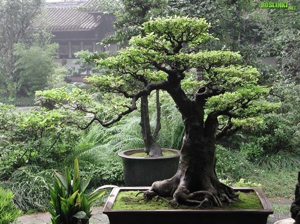 Bonsai bakm nasl olur? - Mahmure