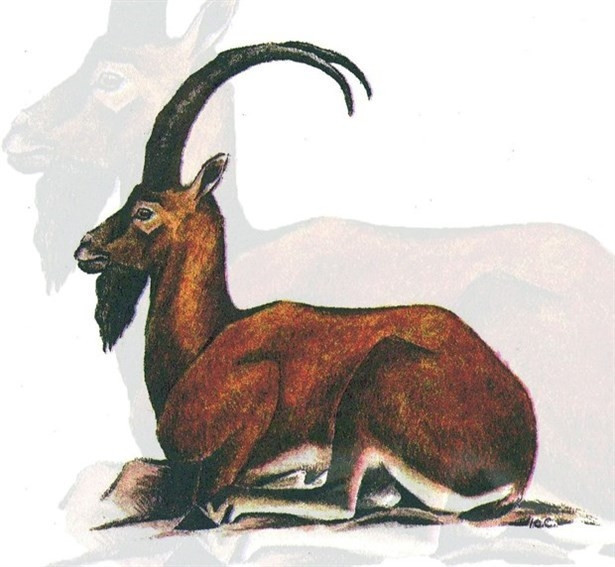 Çin Astrolojisine Göre 2015