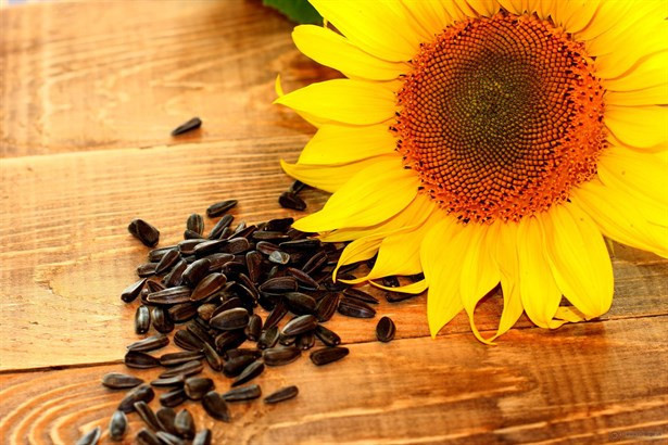 Fito Besinleri Duydunuz Mu