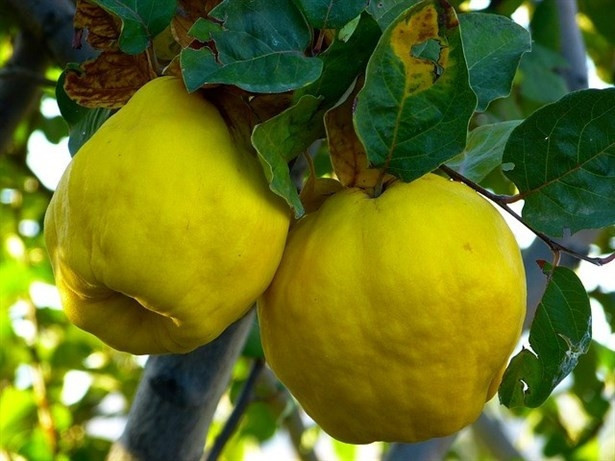 Yeni Yılda Hızlı Bir Metabolizma İçin Ayva Tüketin