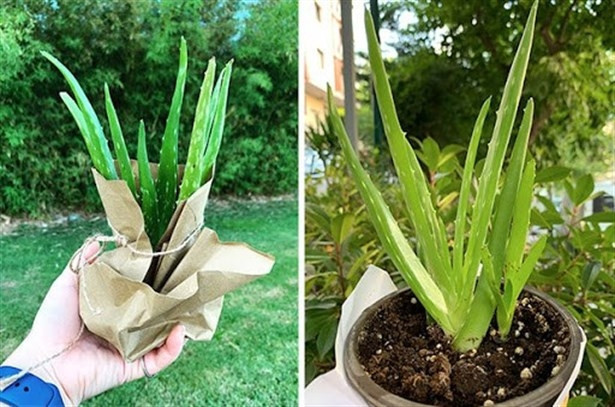 Aloe Vera Jeli Terörü