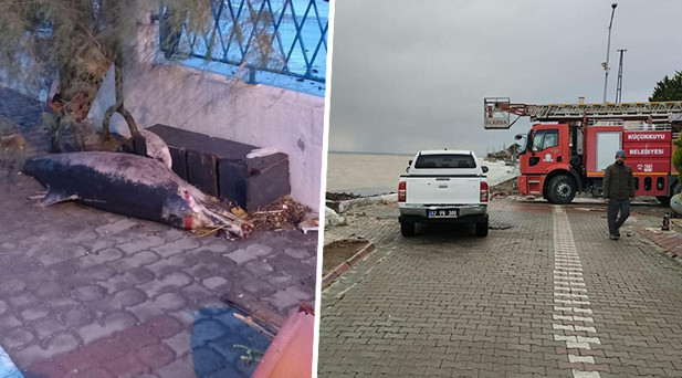 ÖLÜ YUNUS KARAYA VURDU