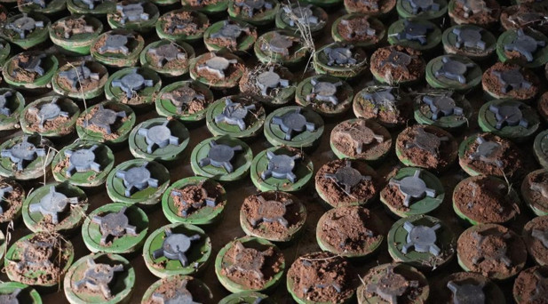 PKK/YPG Münbiçte zeytin bahçesine yüzlerce mayın döşedi