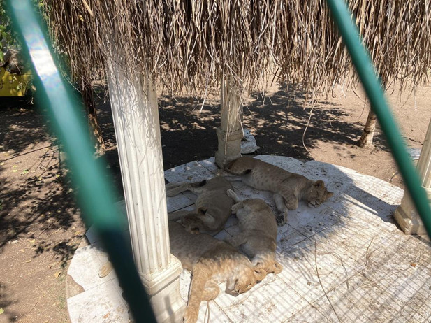 ‘Aslan Park’lara artık dur deyin’